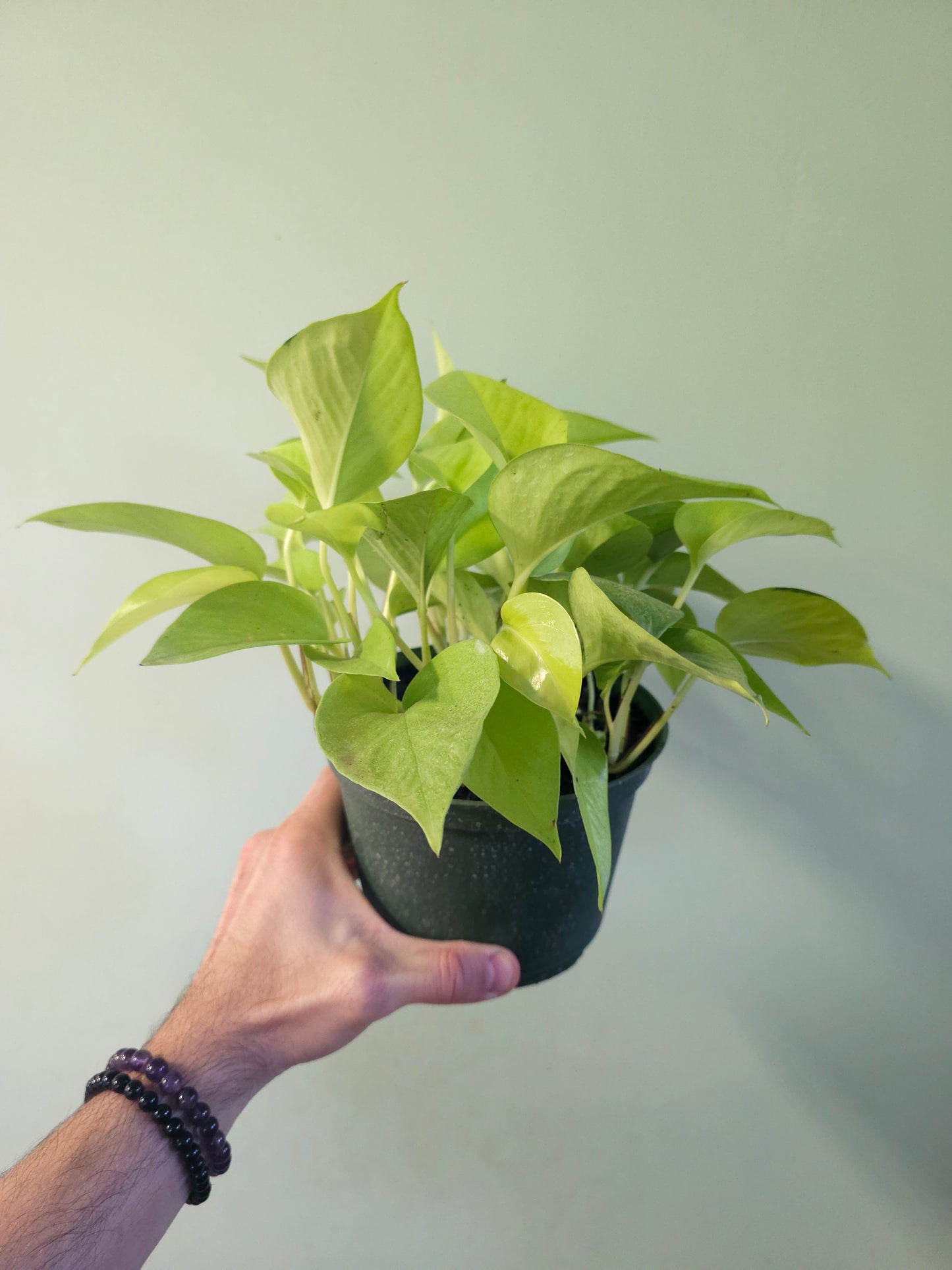 Epipremnum aureum 'Neon' Pothos 6”