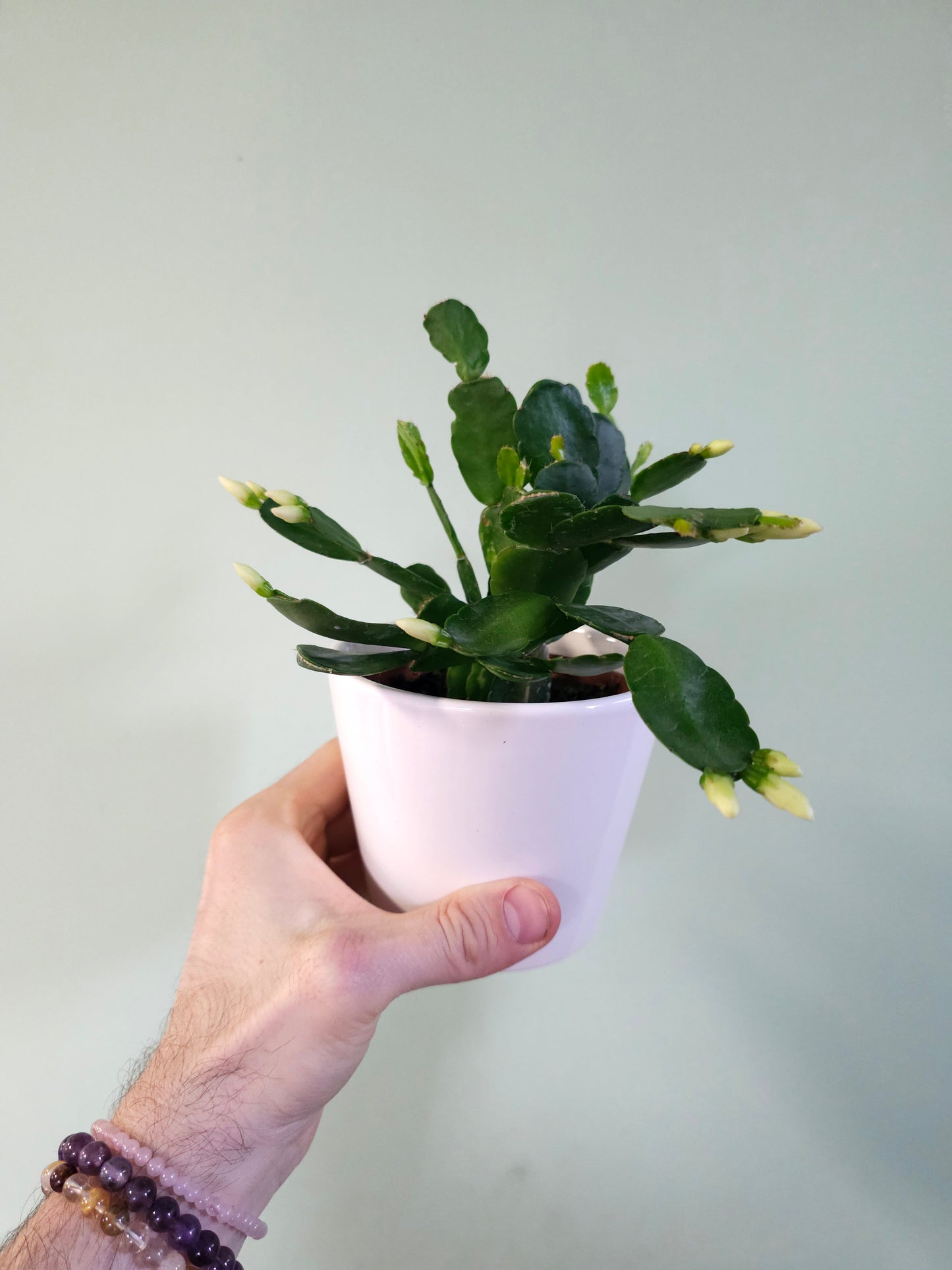 Rhipsalidopsis gaertneri "Spring/Easter Cactus" 4"