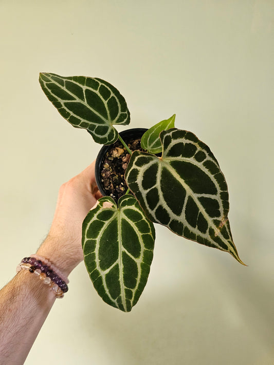 Anthurium crystallinum 'Silver' 4"