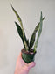 Sansevieria 'Wintergreen' 3.5"