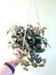 Pellionia repens "Rainbow Jungle Vine" 6" HB