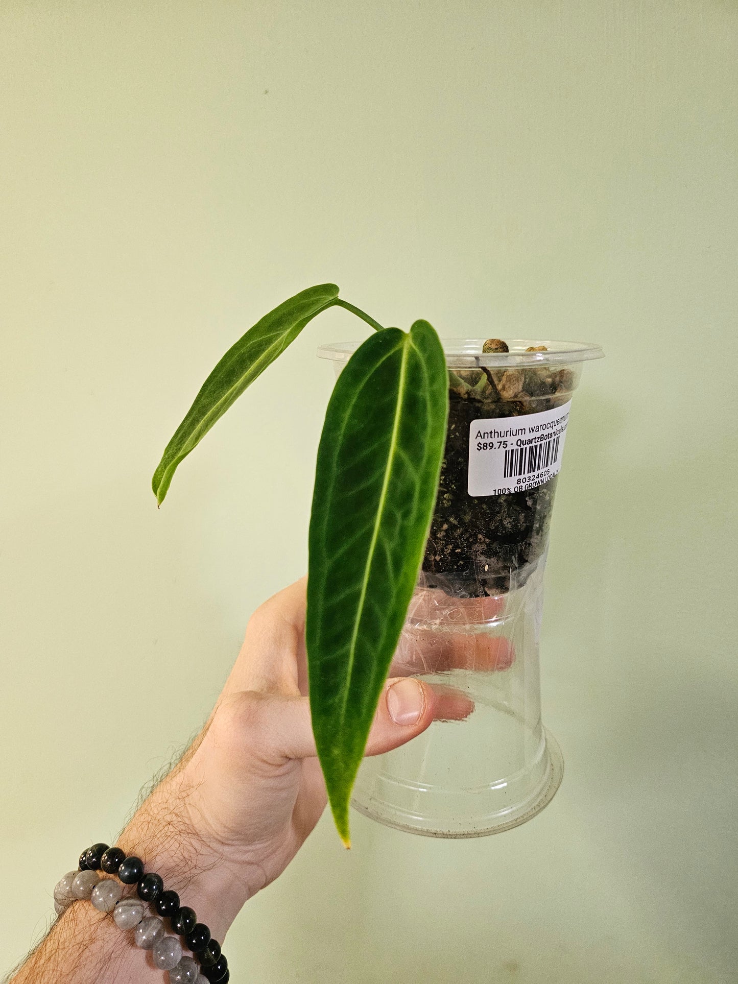 Anthurium warocqueanum 4"