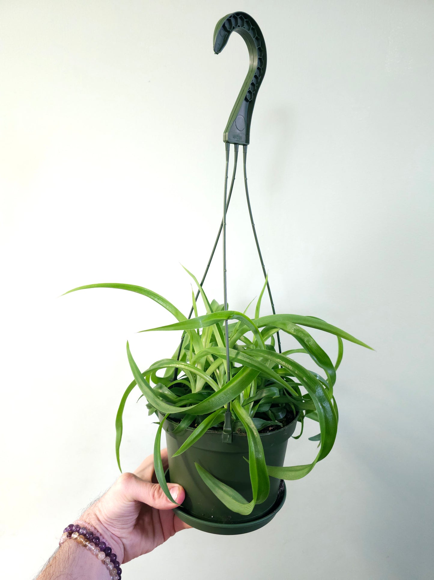 Chlorophytum comosum 'Bonnie' Curly Spider Plant SOLID GREEN 6" HB