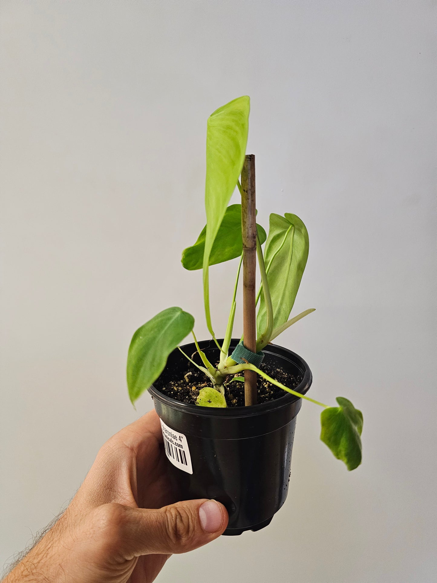 Philodendron sharoniae 4"