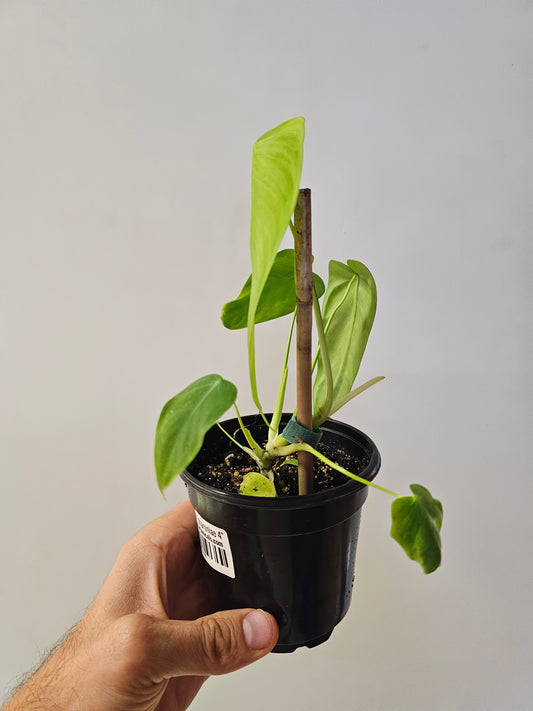 Philodendron sharoniae 4"
