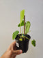 Philodendron sharoniae 4"