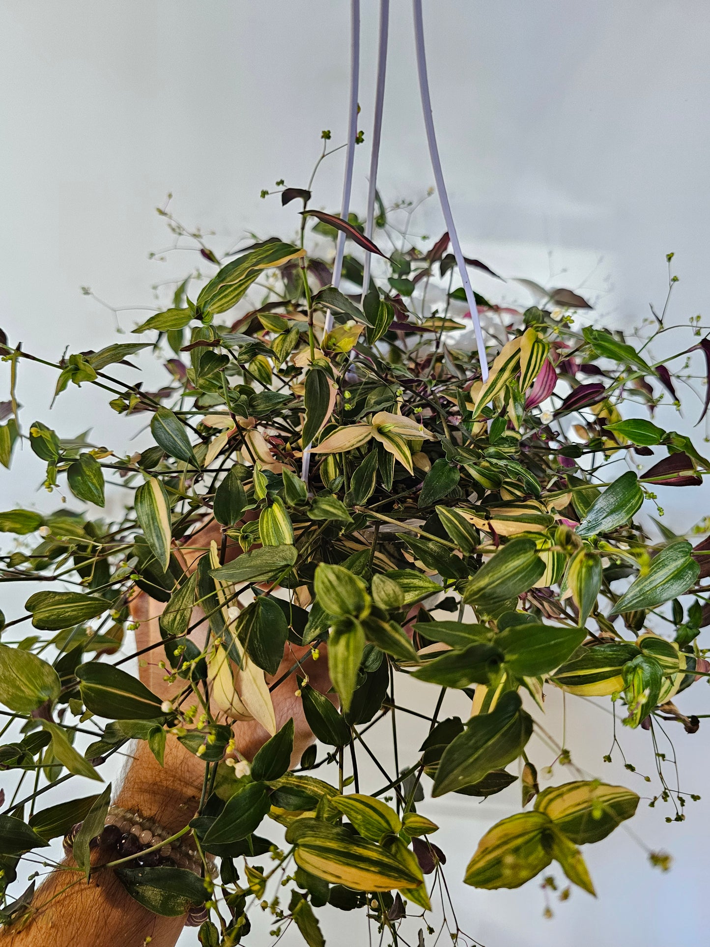 Gibasis pellucida 'Tricolor' "Variegated Bridal Veil" 4" HB