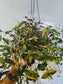 Gibasis pellucida 'Tricolor' "Variegated Bridal Veil" 4" HB