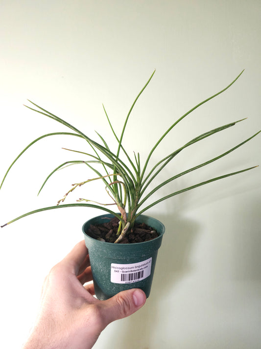 Holcoglossum lingulatum 4"