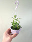 Nematanthus gregarius "Goldfish Plant" 4" HB