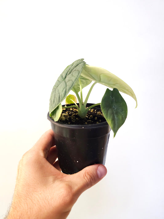Alocasia melo 4"