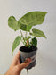 Anthurium clarinervium Hybrid 4"
