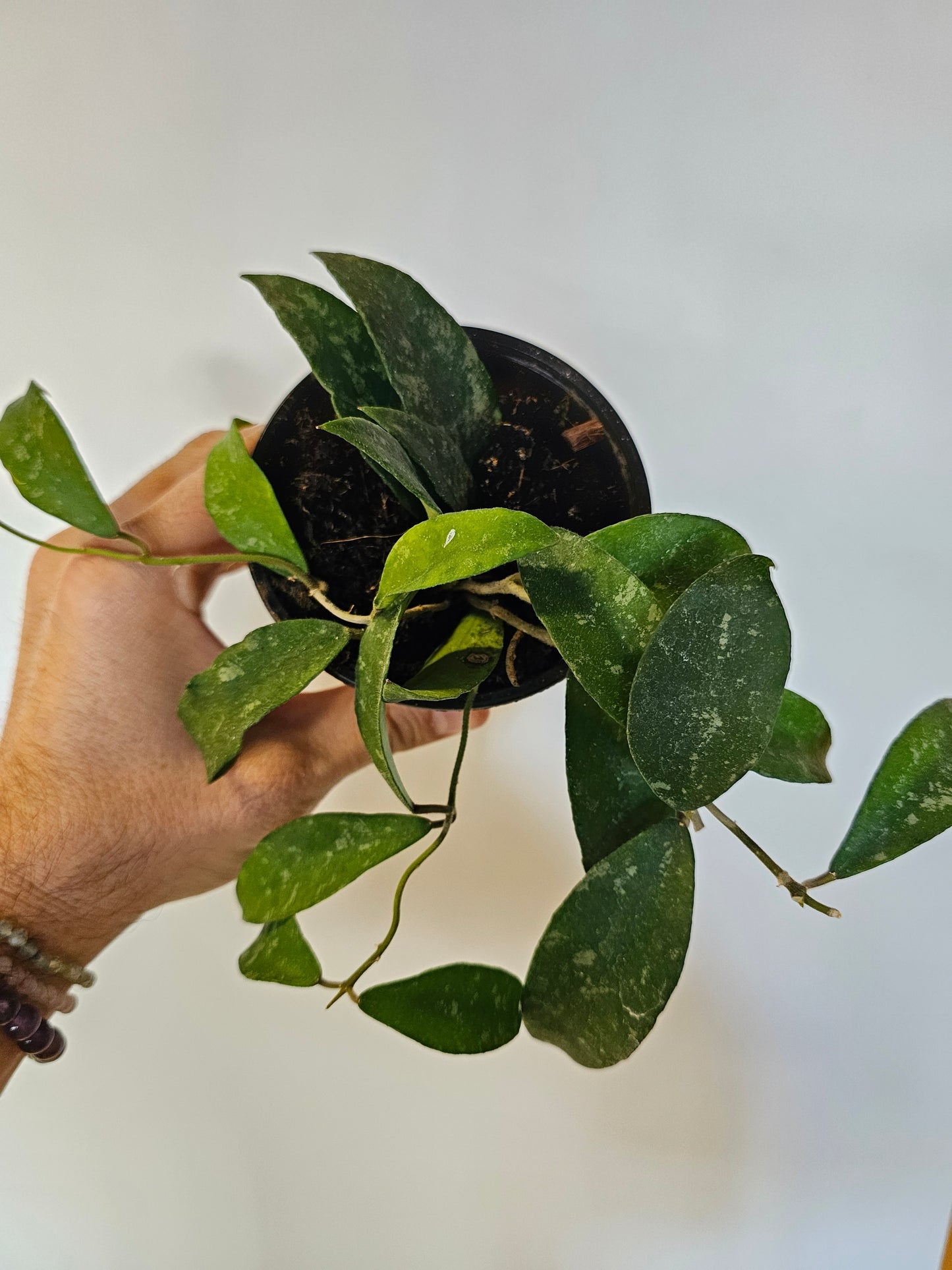 Hoya phuwuaensis 'Splash' 4"