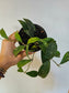Hoya phuwuaensis 'Splash' 4"