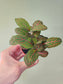 Fittonia albivenis 'Red' Nerve Plant 2.5"