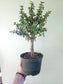 Portulacaria afra "Jade Bonsai" 6"