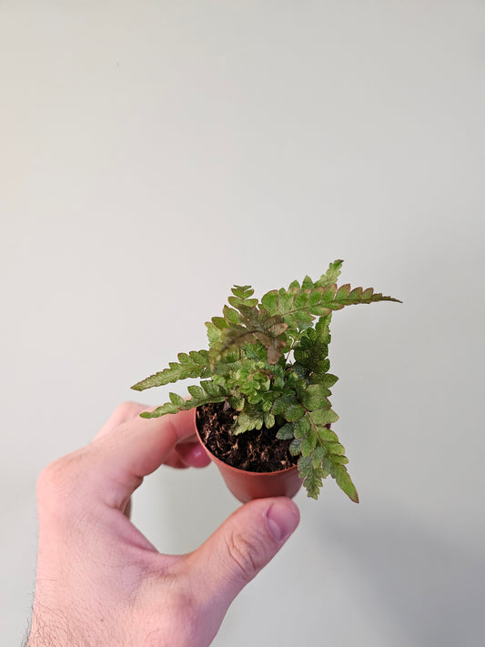 Dryopteris erythrosora "Autumn Fern" 2"