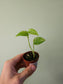 Scindapsus hederaceus 'Blue Albo' 2"