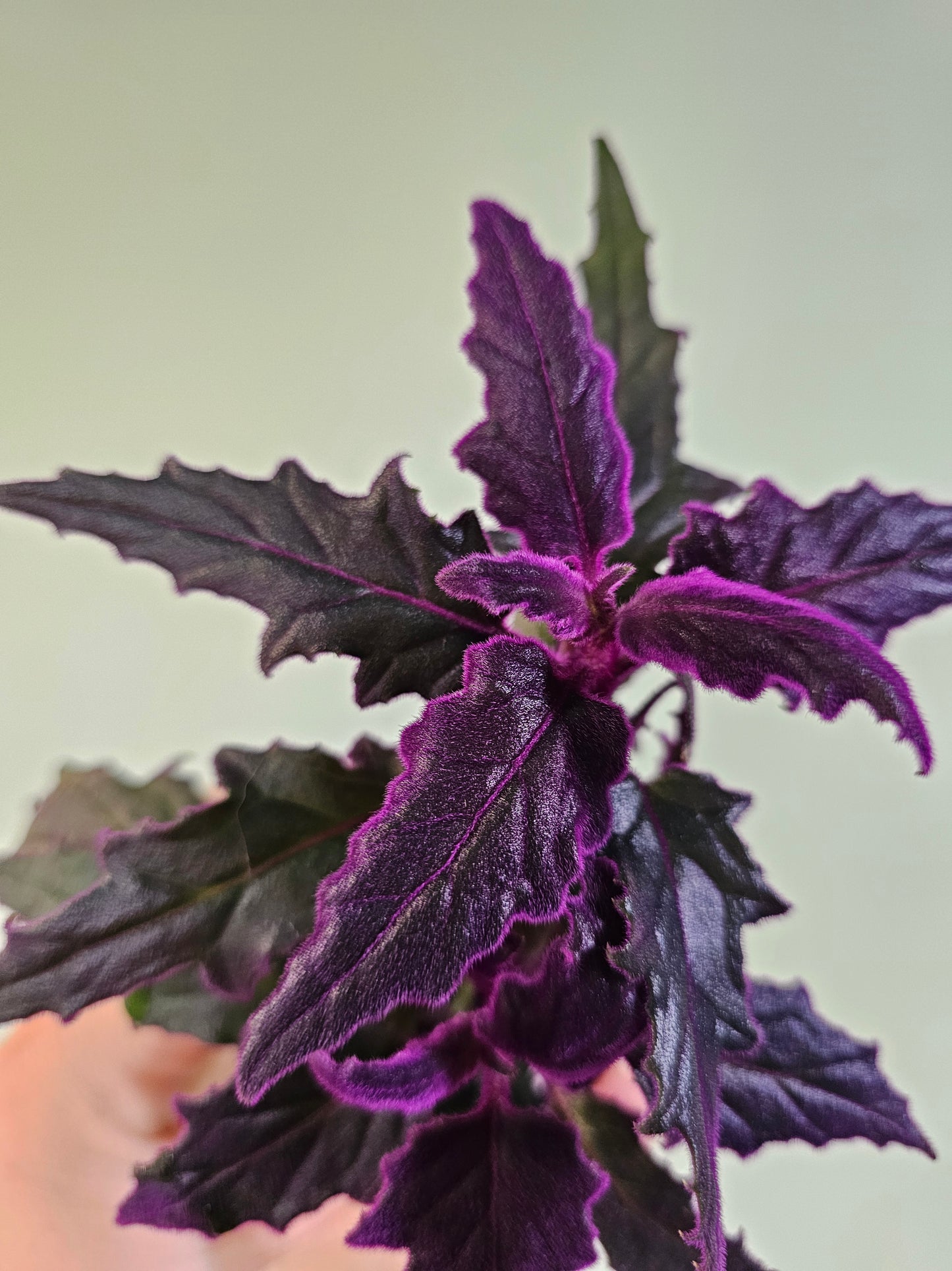 Gynura aurantiaca "Purple Passion" 2"