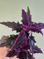 Gynura aurantiaca "Purple Passion" 2"