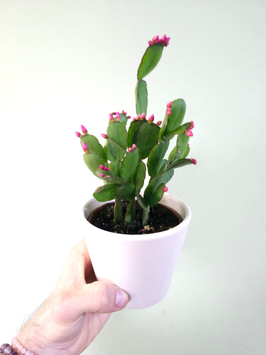 Rhipsalidopsis gaertneri "Spring/Easter Cactus" 4"