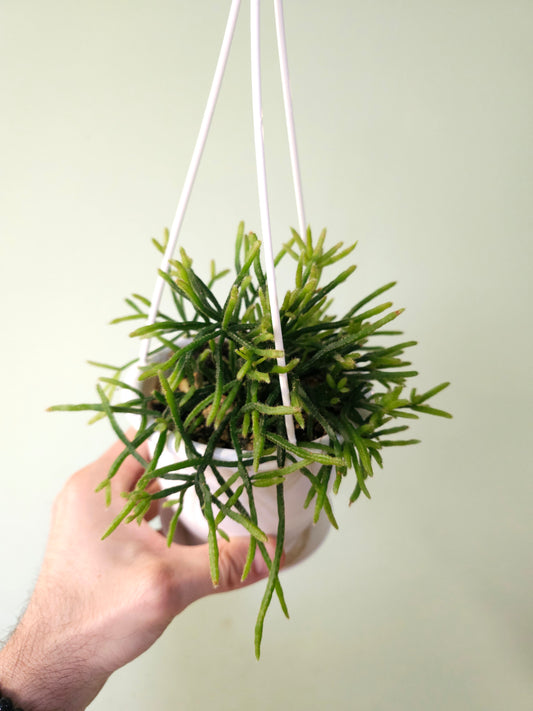 Rhipsalis ewaldiana 4.5" HB