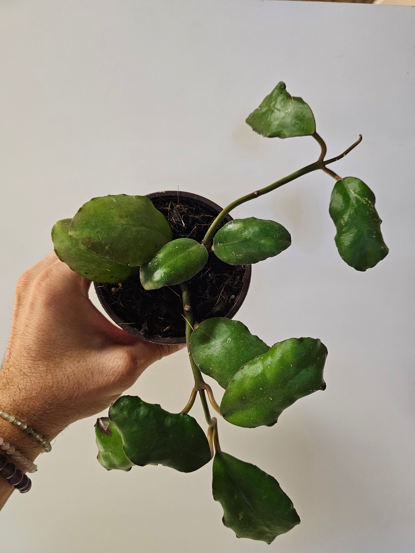 Hoya waymaniae 4"