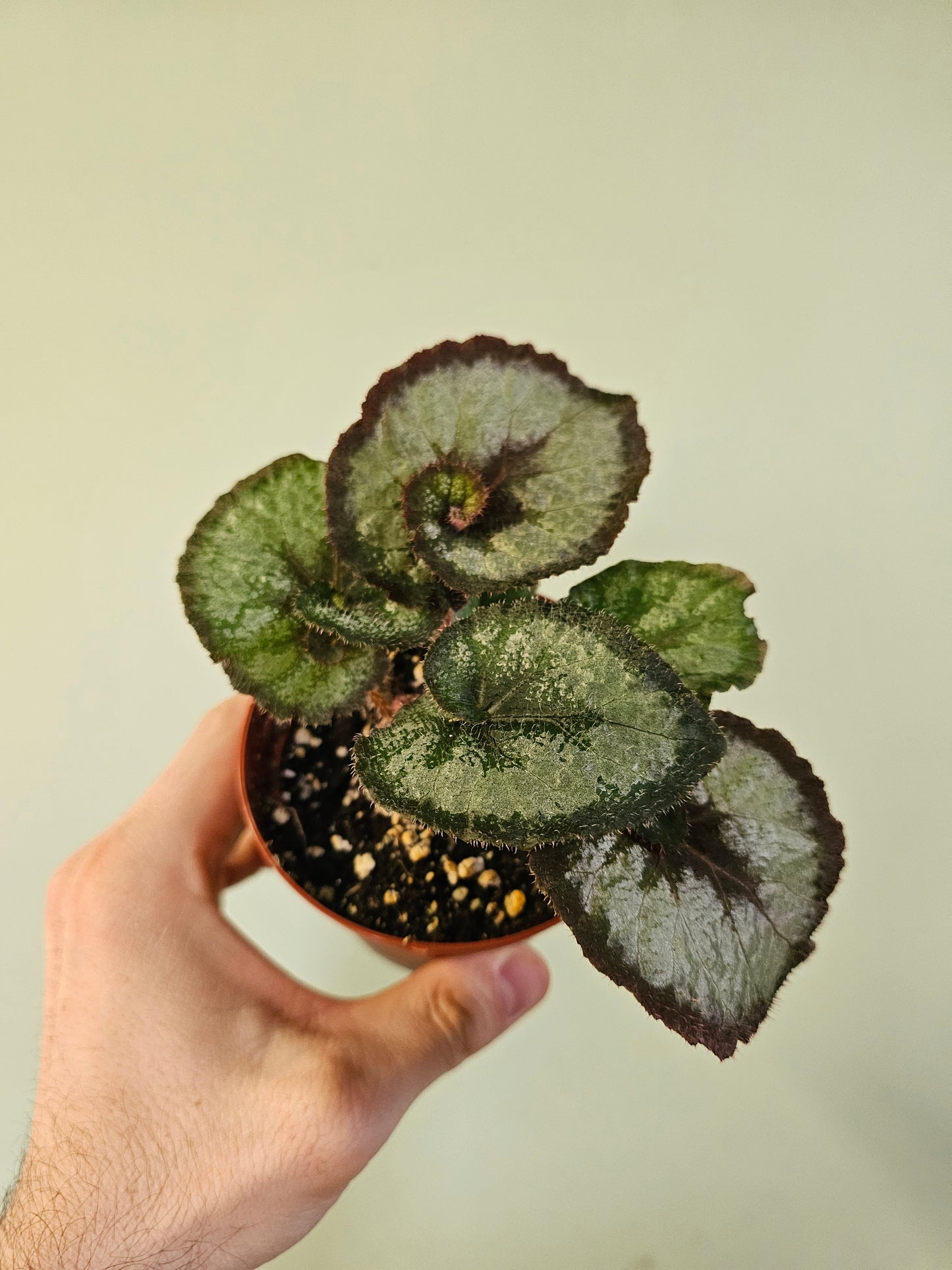 Begonia 'Escargot' 4"