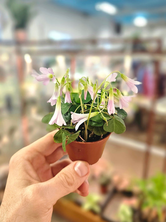 Oxalis triangularis 'Lavender' "Shamrock" 2.5"
