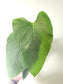 Anthurium versicolor 4"