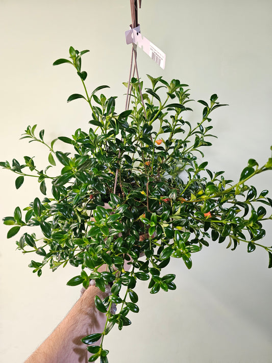 Nematanthus gregarius "Goldfish Plant" 6" HB