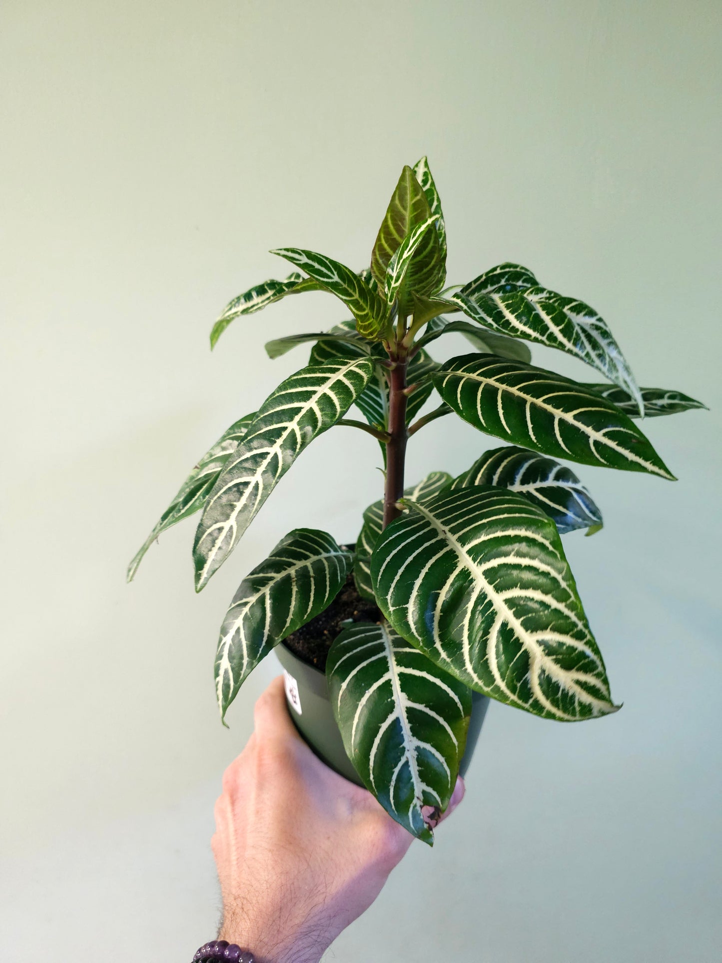 Aphelandra squarrosa 'Dania' 6"