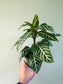 Aphelandra squarrosa 'Dania' 6"