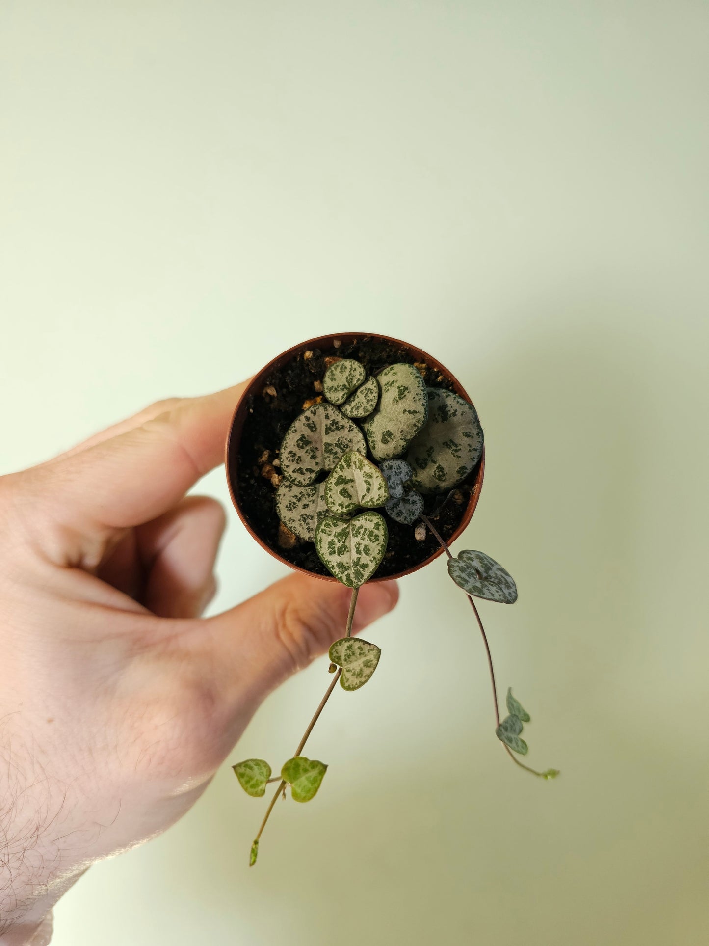 Ceropegia woodii "String of Hearts" 2"