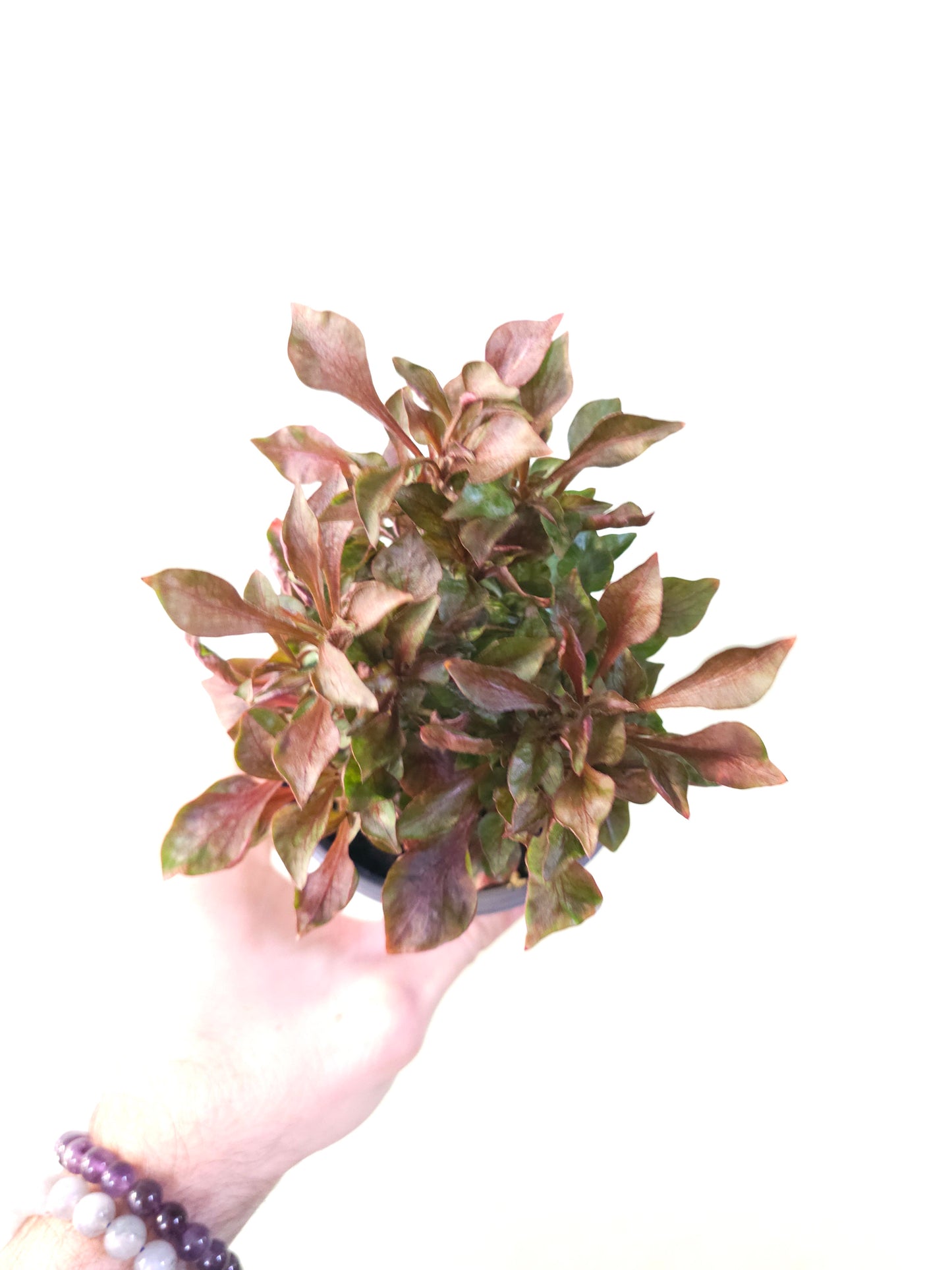 Alternanthera dentata 'Little Ruby' 4"