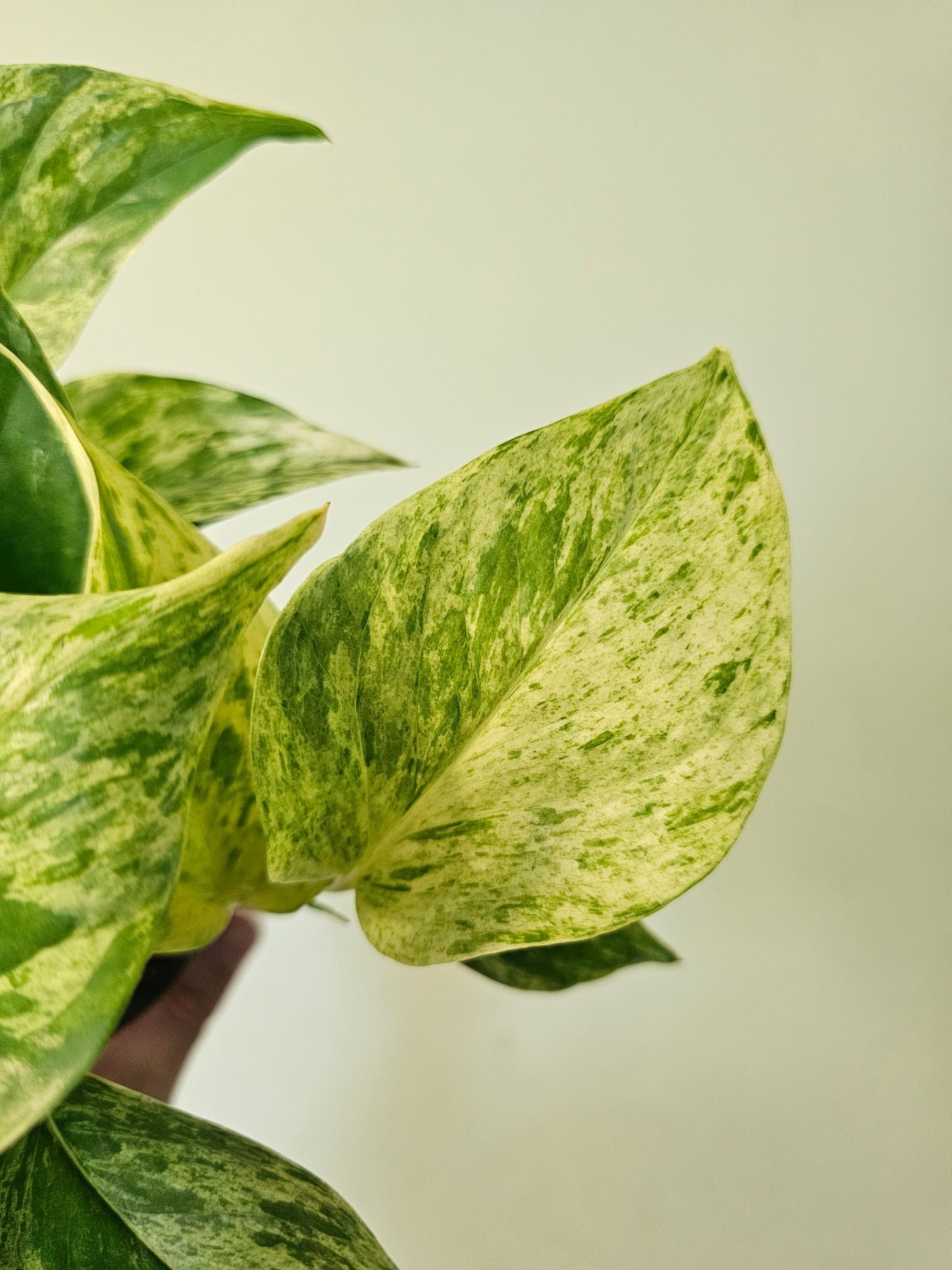 Epipremnum aureum 'Marble Queen' Pothos 3.5"