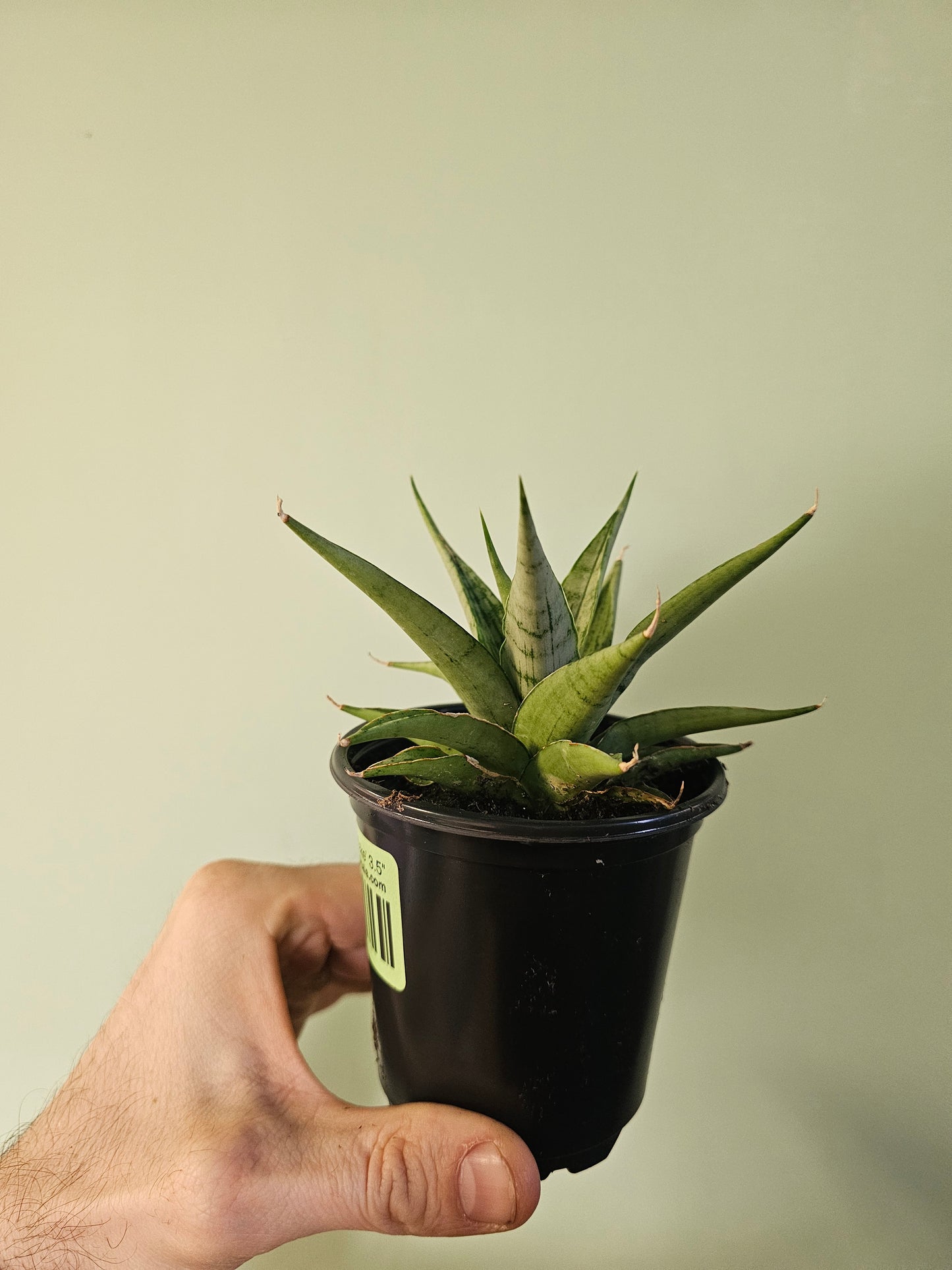Sansevieria 'Snowflake' 3.5"
