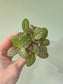 Fittonia albivenis cv. Extra Pink (QB Original)