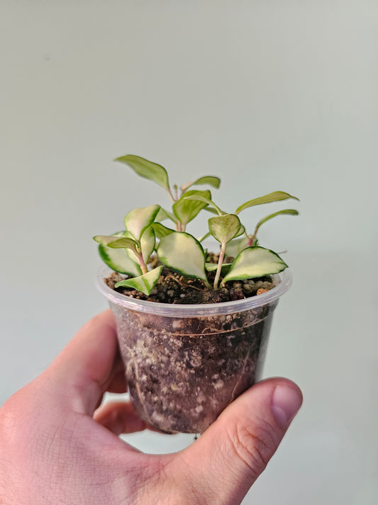 Hoya heuschkeliana Variegated 2.5"