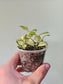 Hoya heuschkeliana Variegated 3"