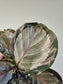 Calathea roseopicta 'Northern Lights' 3.5"