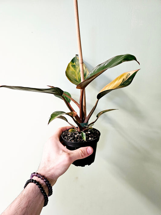 Philodendron 'Rojo Congo' Variegated 4"