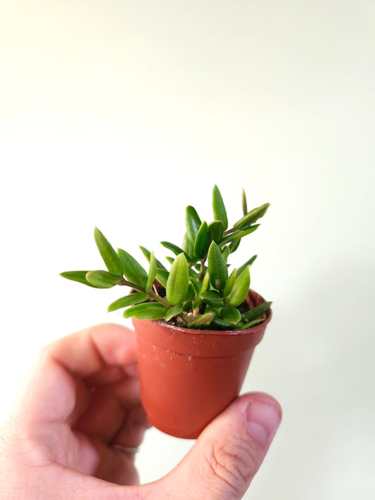 Hoya sp. aff. engleriana 'Vietnam' 2"