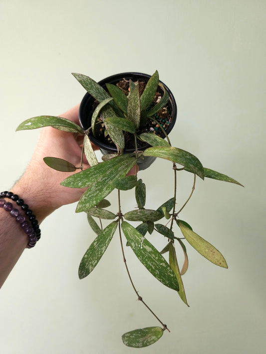 Hoya sigillatis 4"
