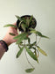 Hoya sigillatis 4"