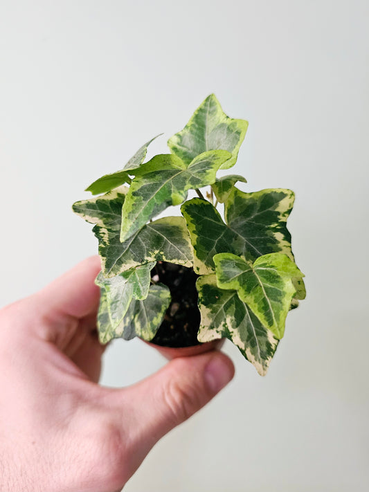 Hedera helix 'Gold Child' English Ivy 2"