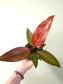 Philodendron 'Sun Red' 4"