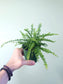 Nephrolepis cordifolia "Lemon Button Fern" 3.5"
