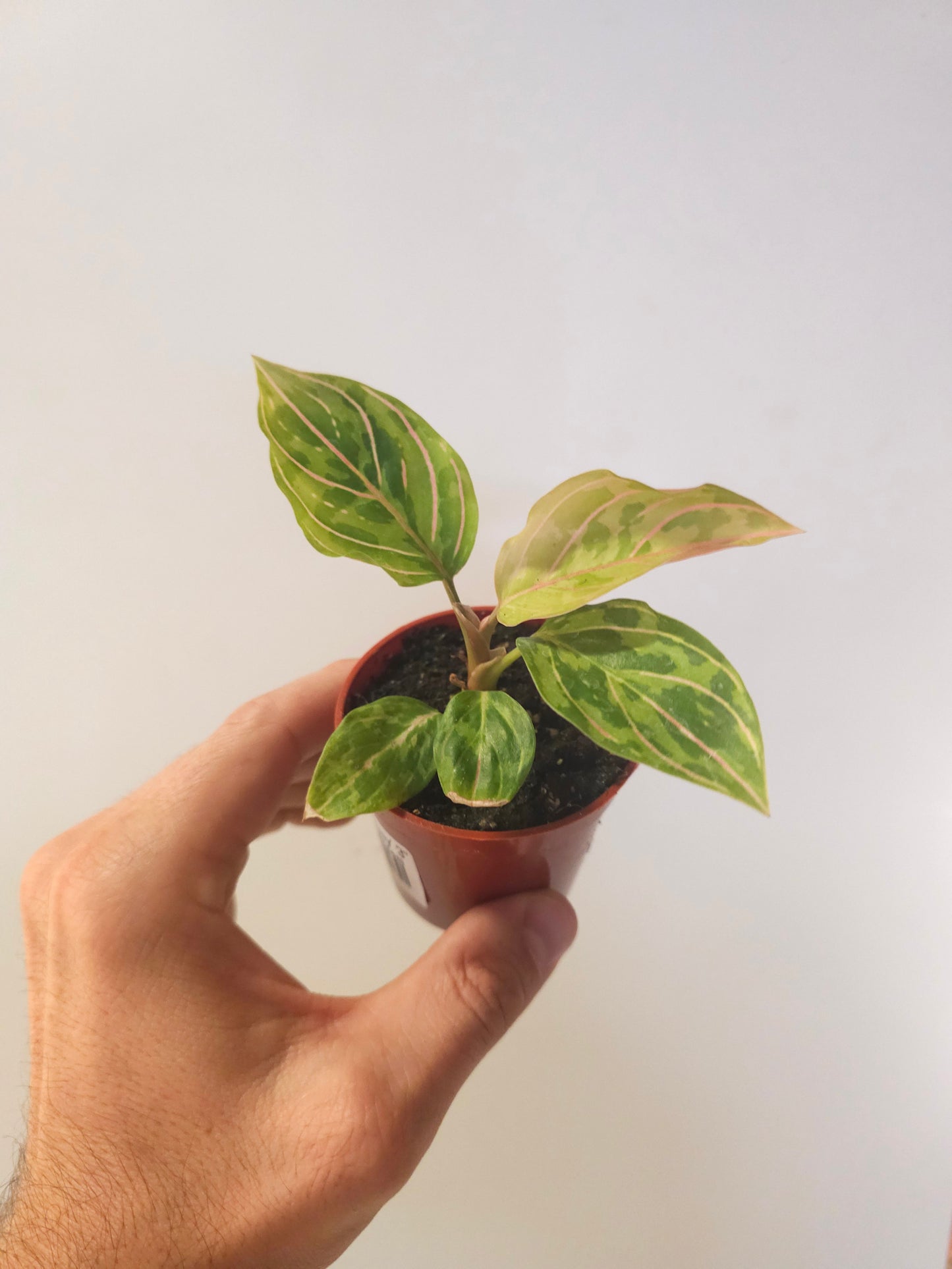 Aglaonema 'Red Army' 3"