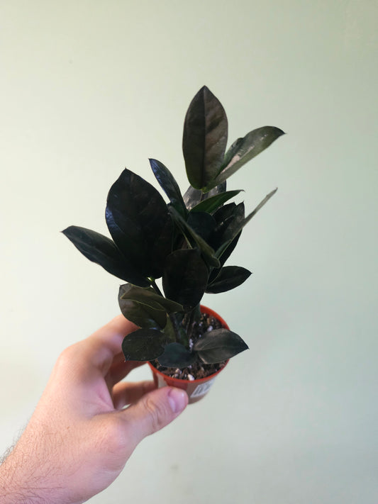 Zamioculcas zamiifolia 'Oscura' Black ZZ 3"